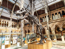 Load image into Gallery viewer, Oxford Museum of Natural History
